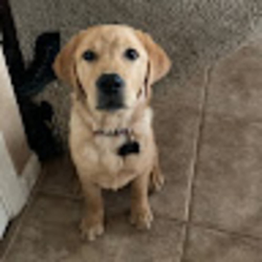 Meet your Posher, Cece